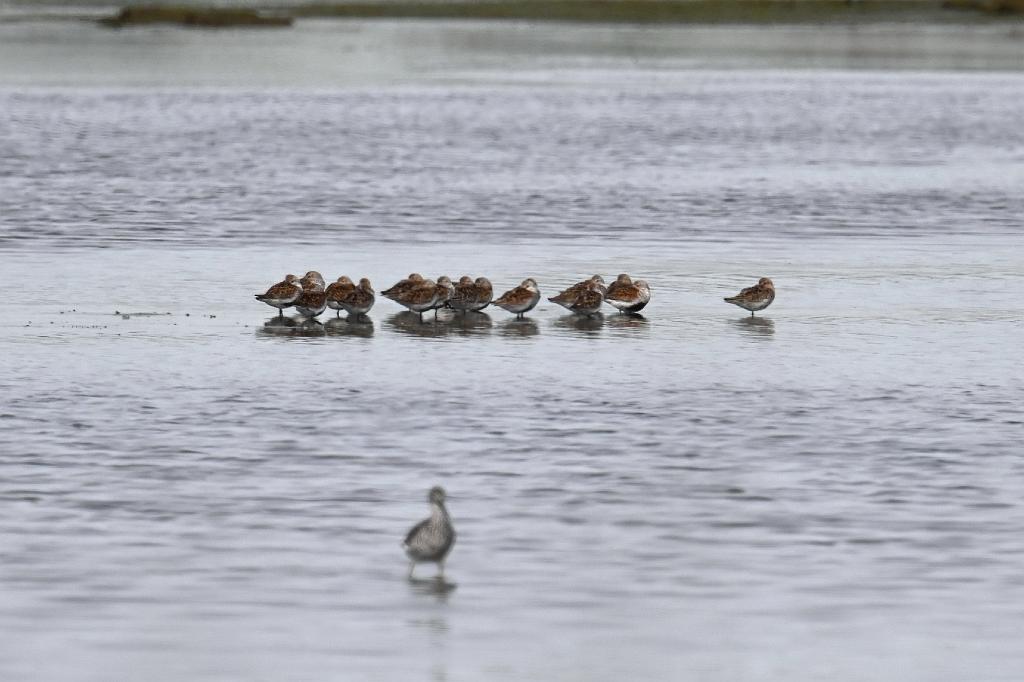 Sandpiper, Dunlin, 2025-05087771 Parker River NWR, MA.JPG - Dunlins. Parker River National Wildlife Refuge, MA, 5-8-2025